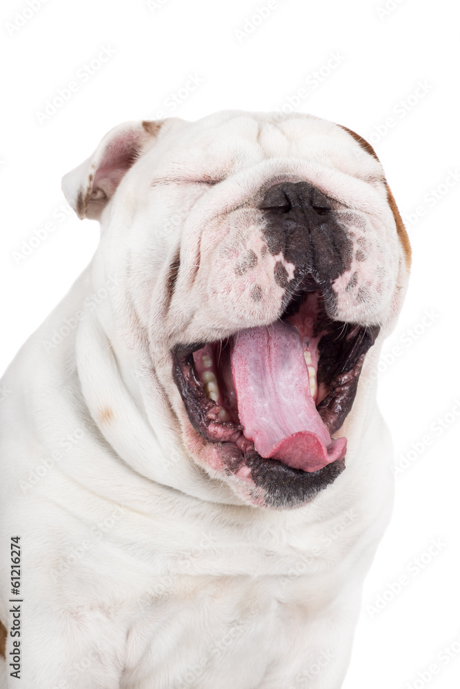 yawning english bulldog