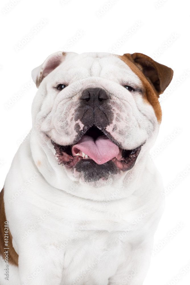 english bulldog dog smiles