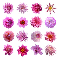Keuken achterwand Dahlia Rozenrode dahliacollectie in bloei  © hcast