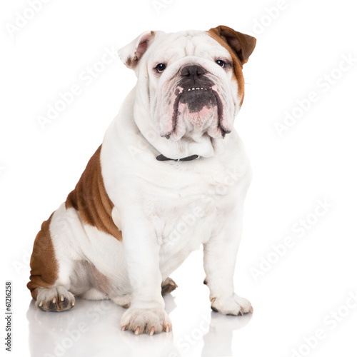 serious english bulldog dog photo