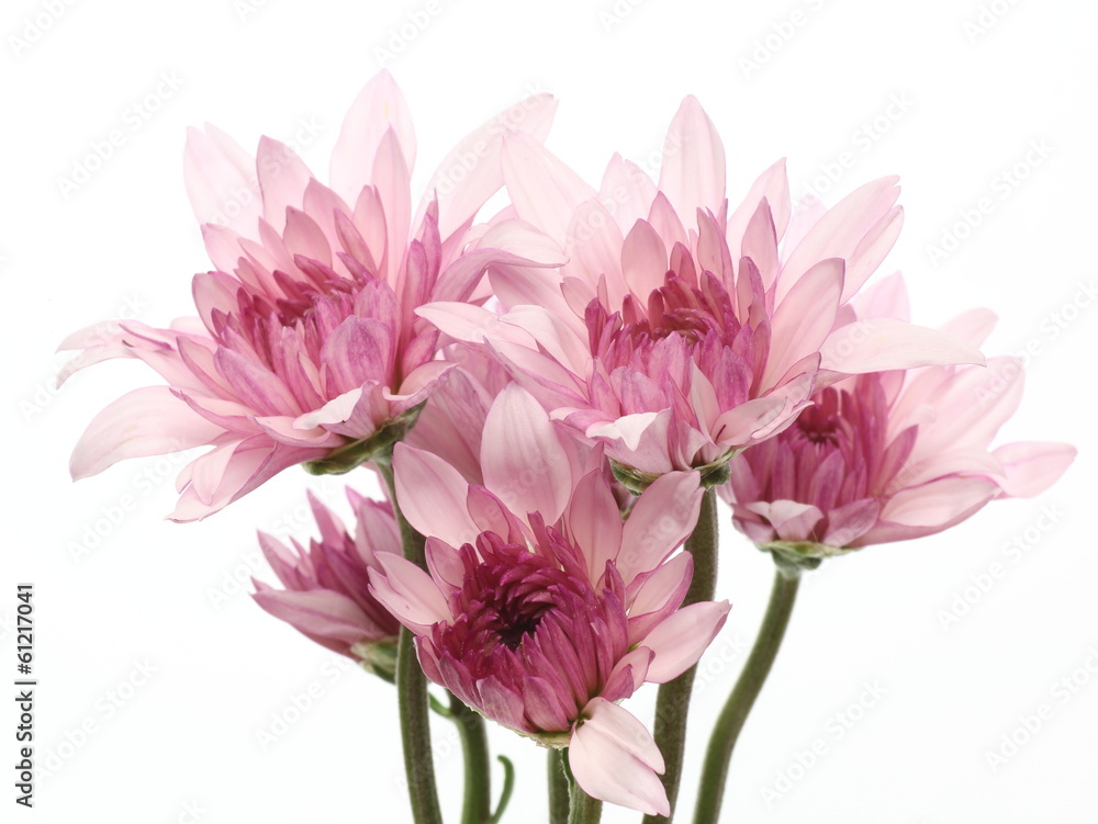 Obraz premium 菊