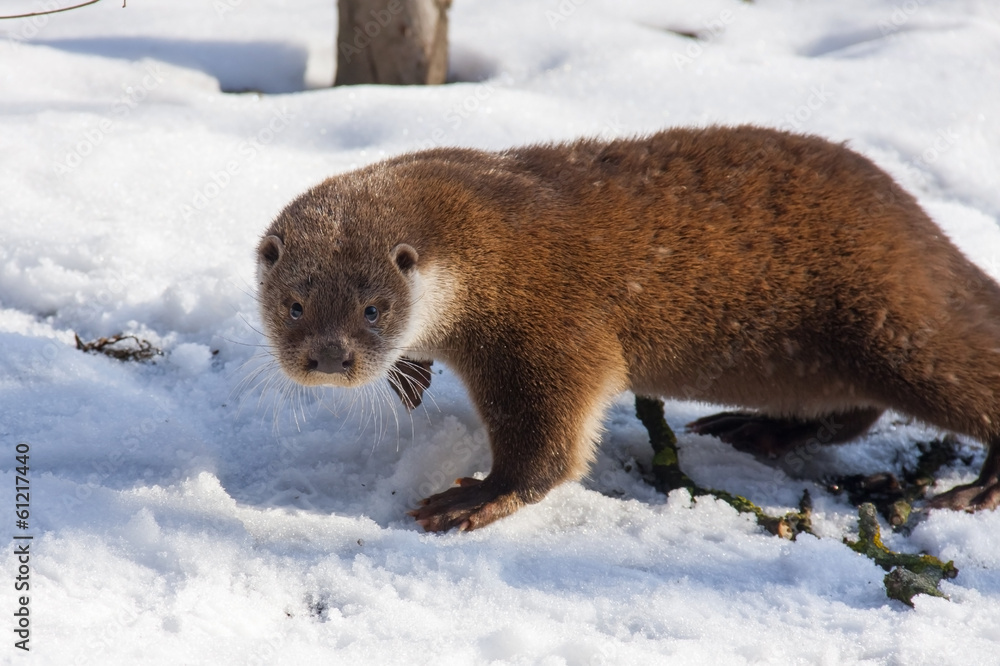 Obraz premium Young European otter (Lutra lutra lutra) in the snow