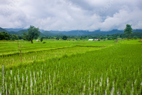 Paddy fields in northern Thailand