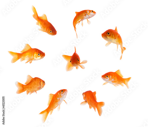 Vászonkép goldfish in a circle