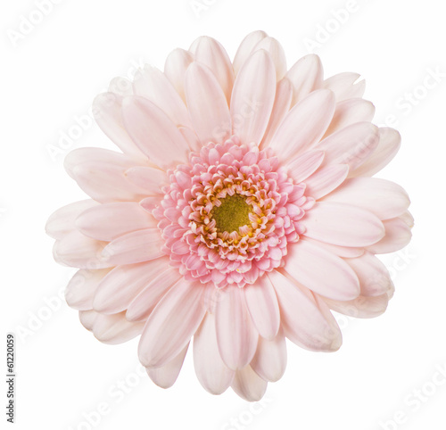 Valokuva Pink gerbera flower. Isolated on white background