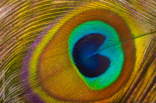 Macro of peacock feather isolated on white © Irina Ukrainets