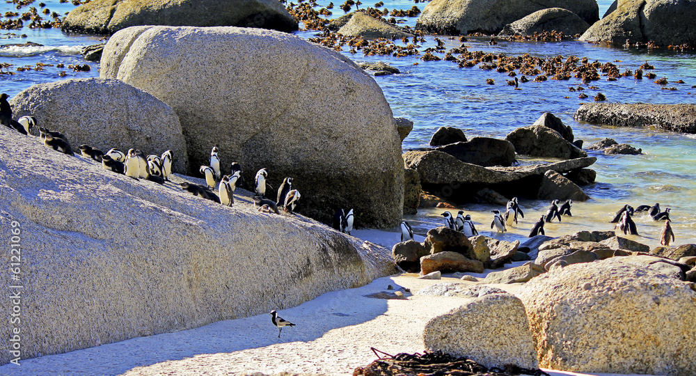 Obraz premium African Penguin colony