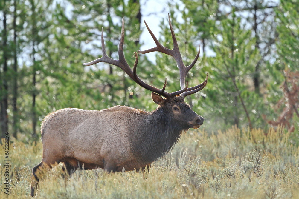 Teton Bull Elk Teton Bull Elk