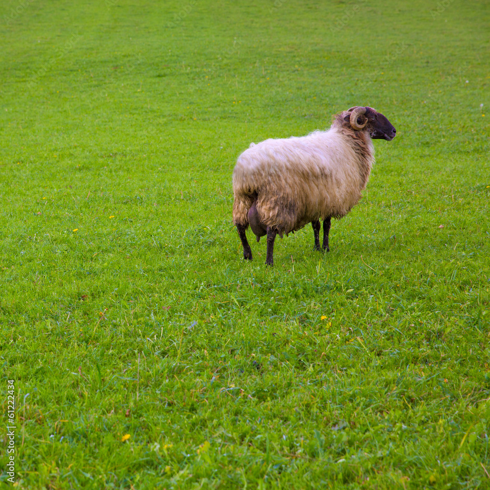 Latxa sheep in Pyrenees of Navarra grazing in meadow Latxa sheep in Pyrenees of Navarra grazing in meadow