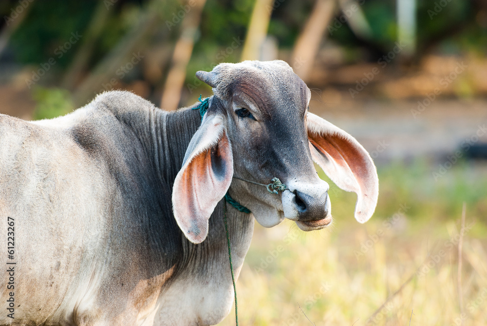 The long ears of cattle breeds Thailand on field The long ears of cattle breeds Thailand on field