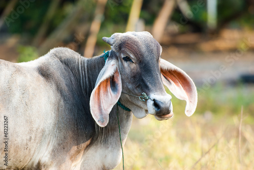 The long ears of cattle breeds Thailand on field