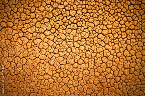 leather texture / skin texture