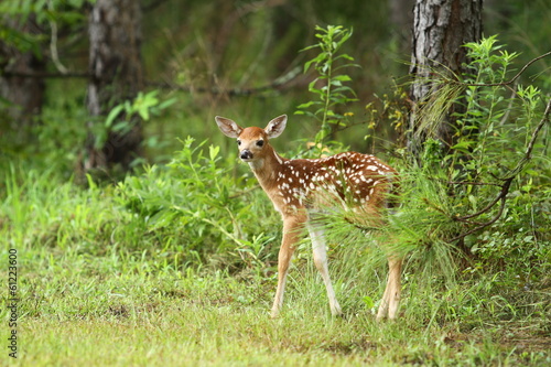 The Fawn