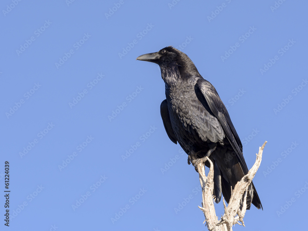Fototapeta premium Raven