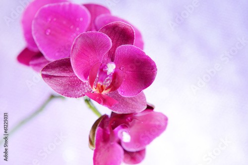 Fototapeta Naklejka Na Ścianę i Meble -  Beautiful blooming orchid  on light color background