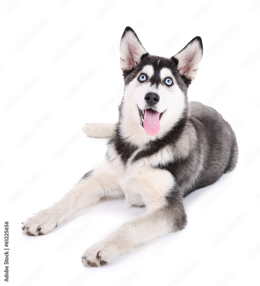 Beautiful cute husky puppy, isolated on white