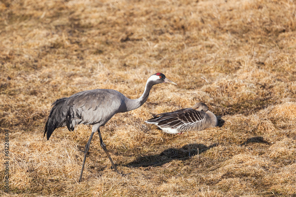 Naklejka premium Common Crane and Greylag Goose