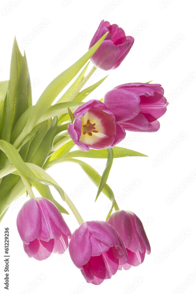 Tulpen