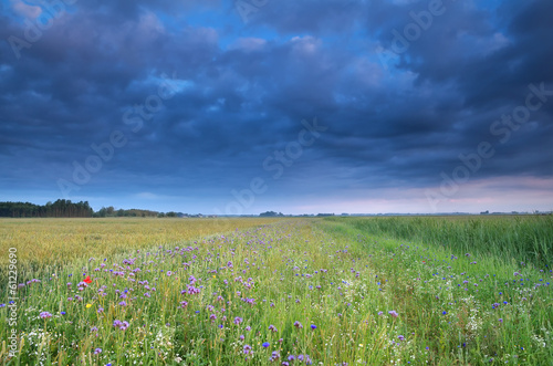 blue sky over field with wildflowers