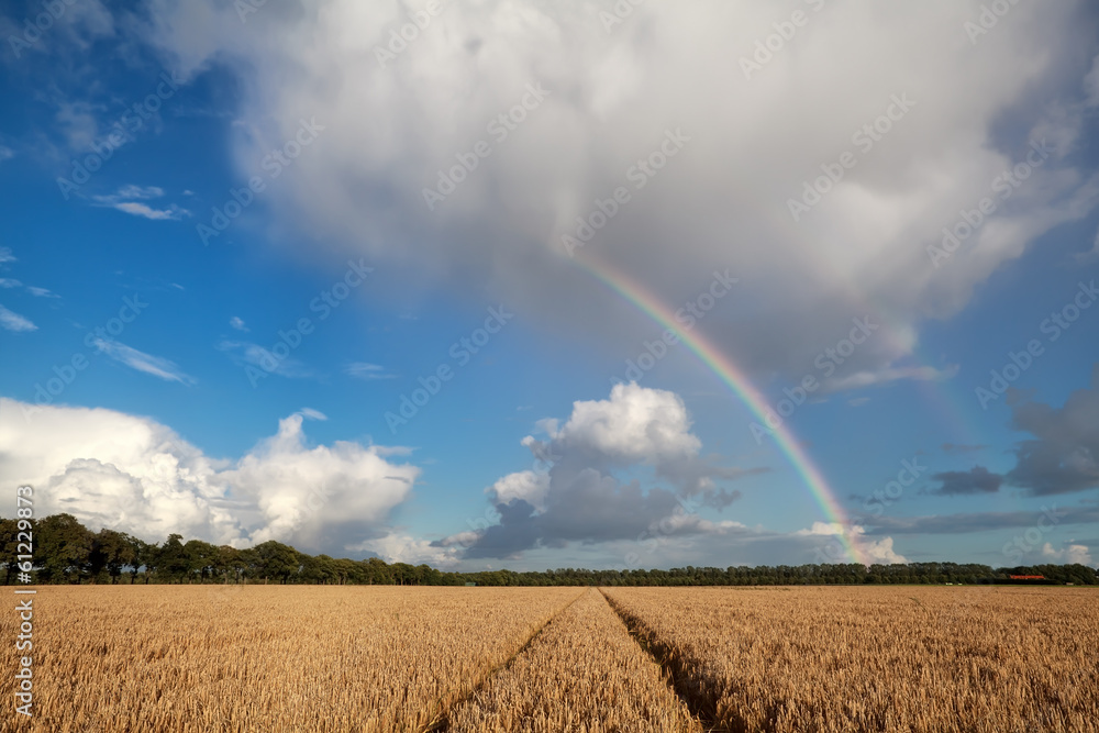 rainbow over wheat field in summer rainbow over wheat field in summer
