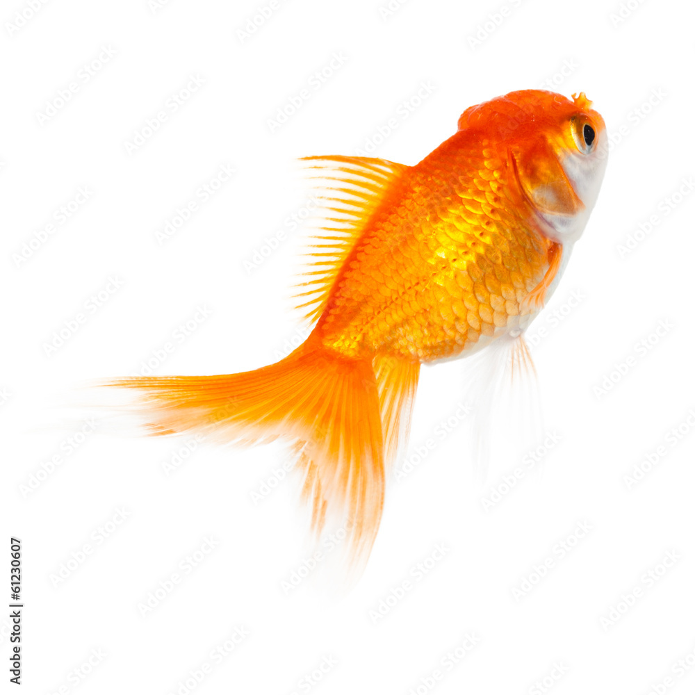Close up of swimming orange fish, isolated Close up of swimming orange fish, isolated