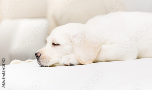 Profile of sleeping puppy on the white leather sofa