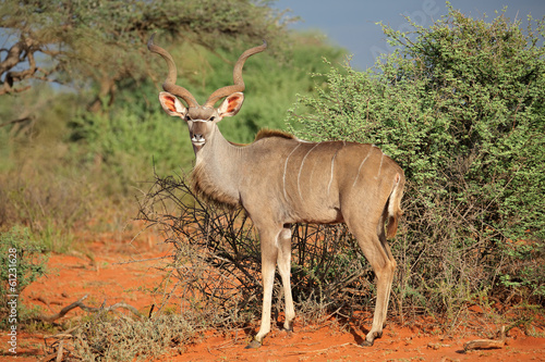 Kudu antelope in natural habitat