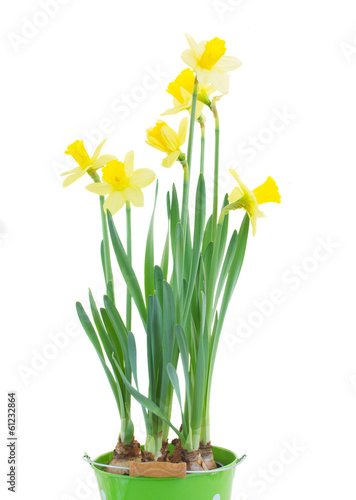 spring growing daffodils