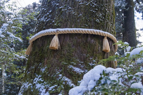 Corde, arbre sacré, Japon