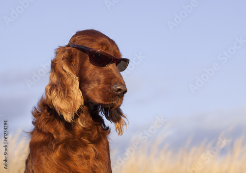 Funny dog with sunglasses