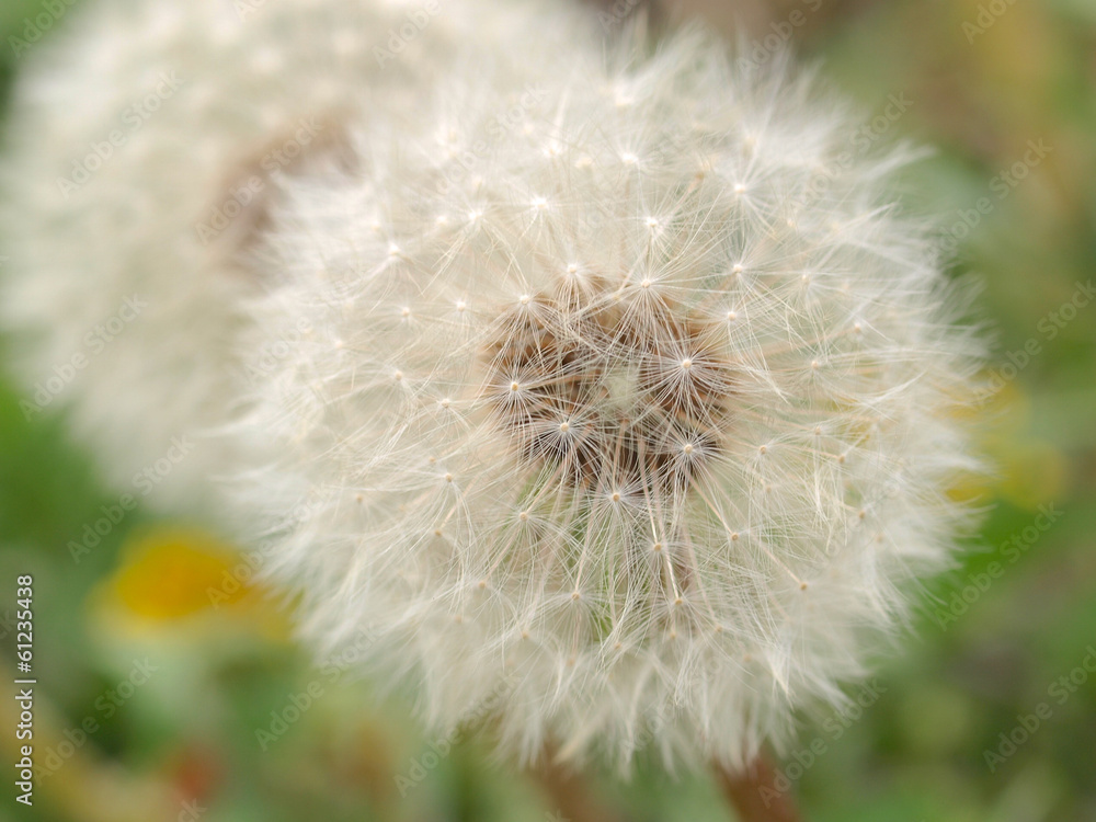 Obraz premium タンポポの綿毛