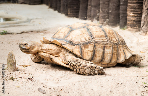 Valokuva Sulcata Tertoise