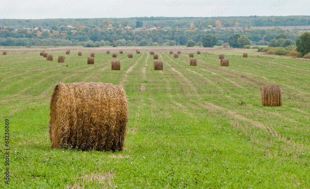 Fototapeta premium haystacks on the field