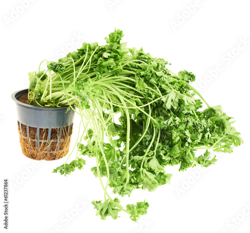 Εκτύπωση καμβά Sear green parsley isolated