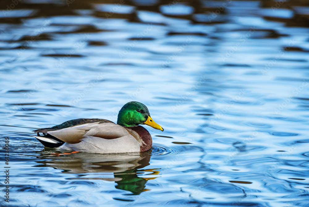 Obraz premium wild duck