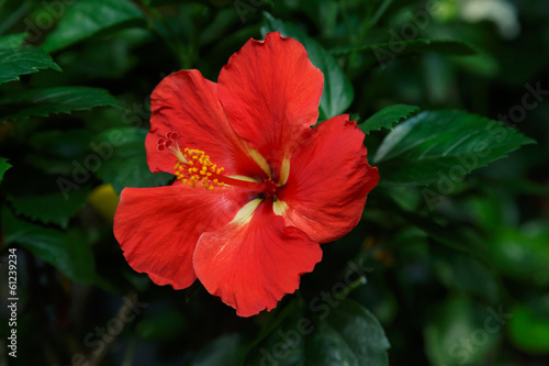 red Hibiscus flower in garden