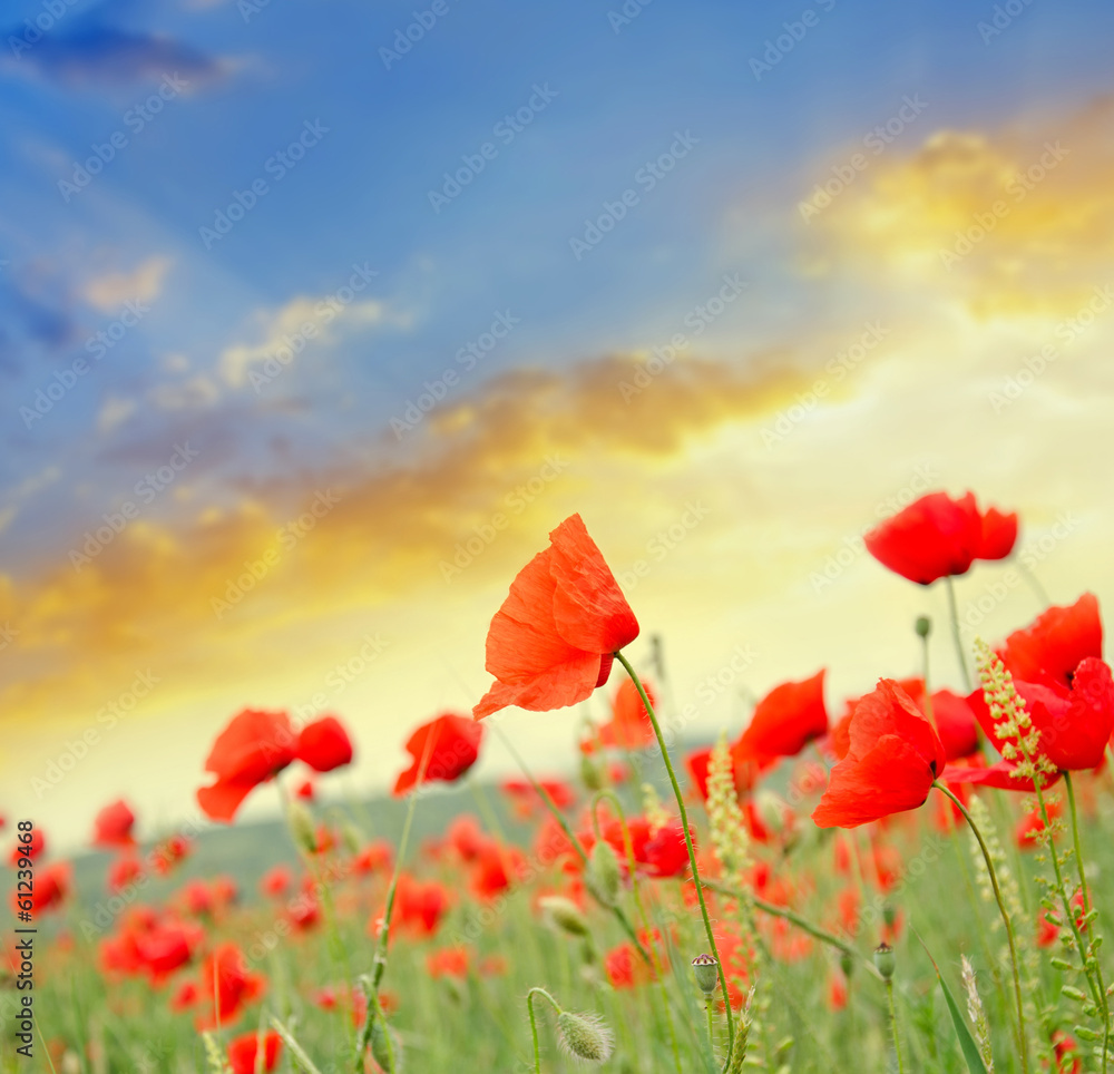 Fototapeta premium poppies