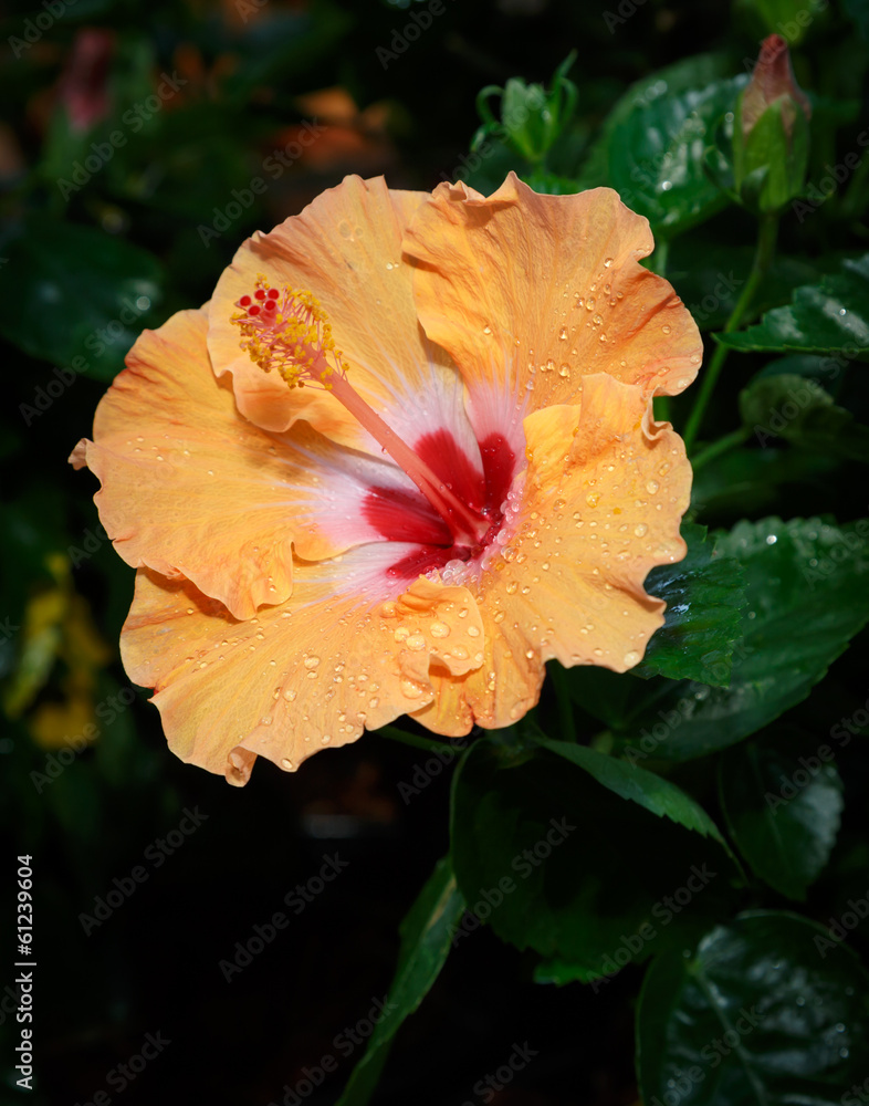 orange Hibiscus flower in garden orange Hibiscus flower in garden