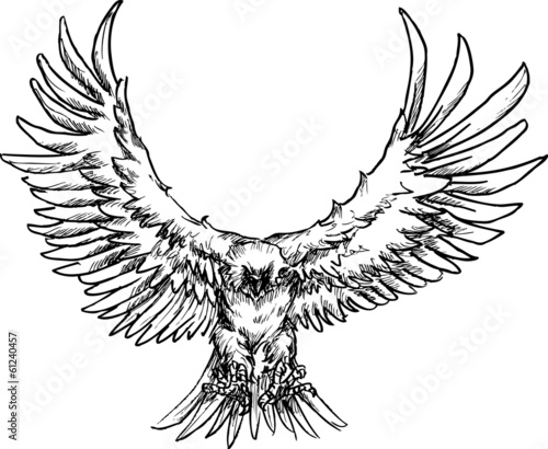 hand drawn eagle