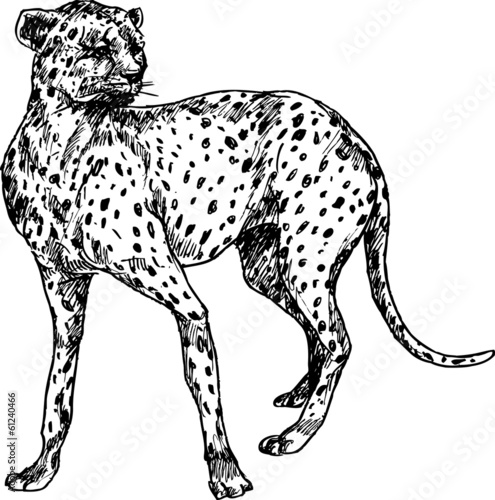 hand drawn cheetah