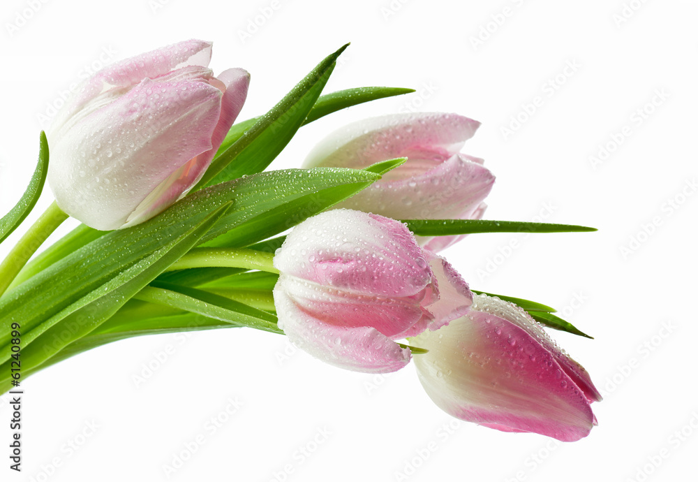 Obraz premium Piękne mokre tulipany