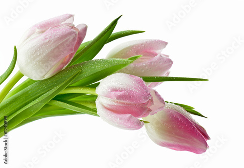 Piękne mokre tulipany