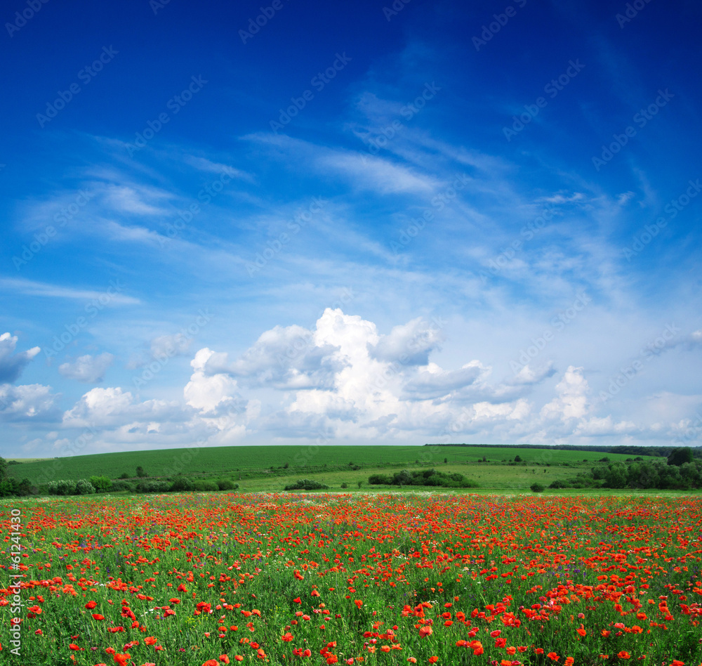 poppy field