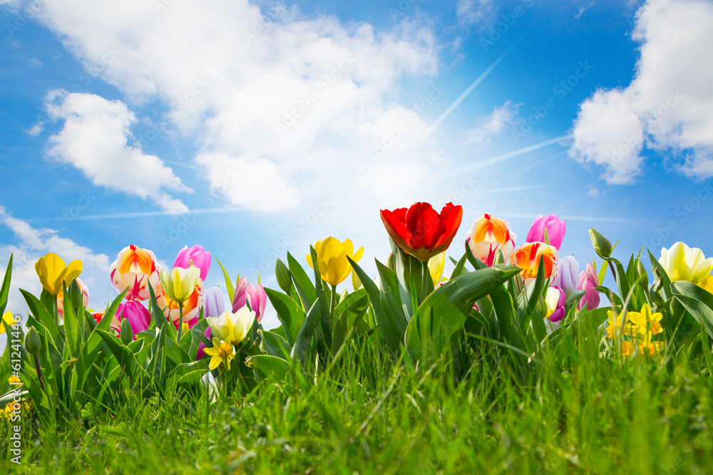 Tulpenfeld Ostern - obrazy, fototapety, plakaty 