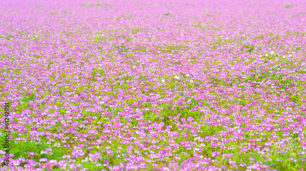 Obraz premium A field of chinese milk vetch blooming at early summer