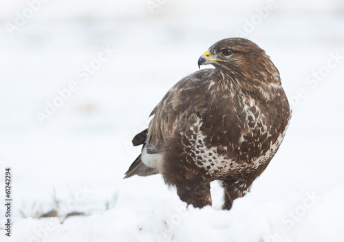 Common buzzard © Piotr Krzeslak