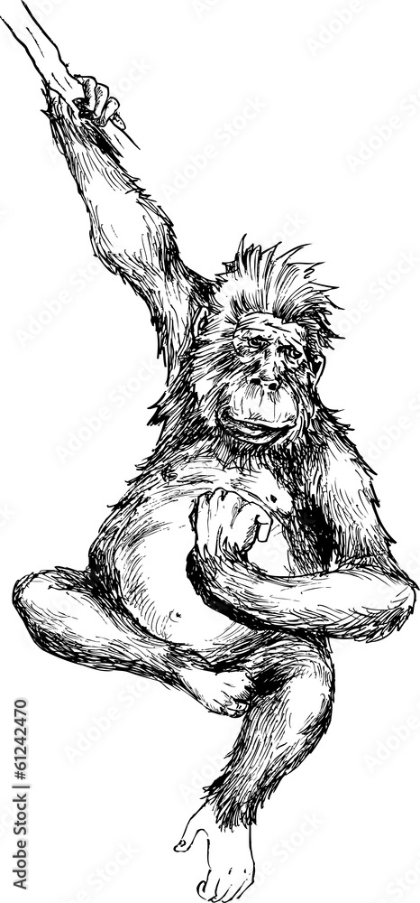 Fototapeta premium hand drawn monkey