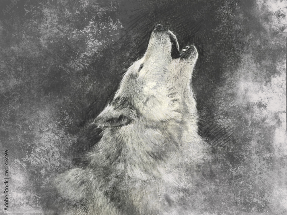 Fototapeta Wolf, handmade illustration on grey background