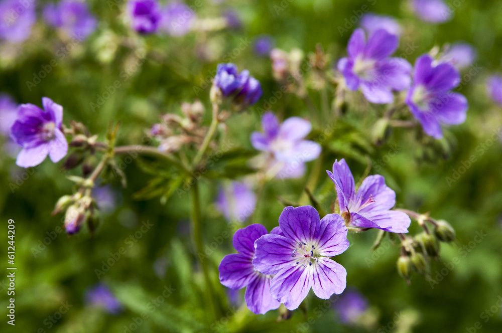wild geranium wild geranium