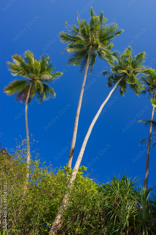 Obraz premium Coconut palms on the Perhentian Kecil Island